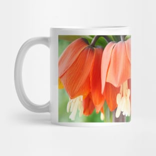 Fritillaria imperialis  &#39;Rubra&#39;  Crown imperial  Fritillary Mug